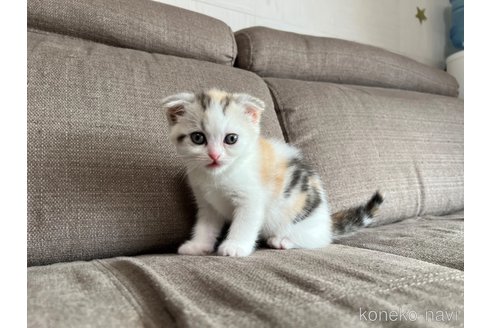 販売中の茨城県のスコティッシュフォールド(折れ耳)-118856の3枚目